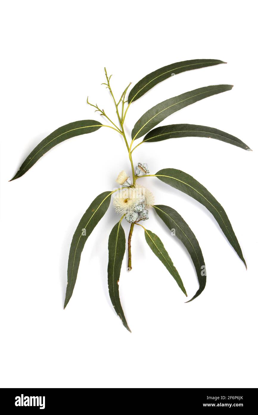 Eucalipto o albero di eucalipto ramo decorativo con fiori, foglie e germogli isolati su bianco. Foto Stock