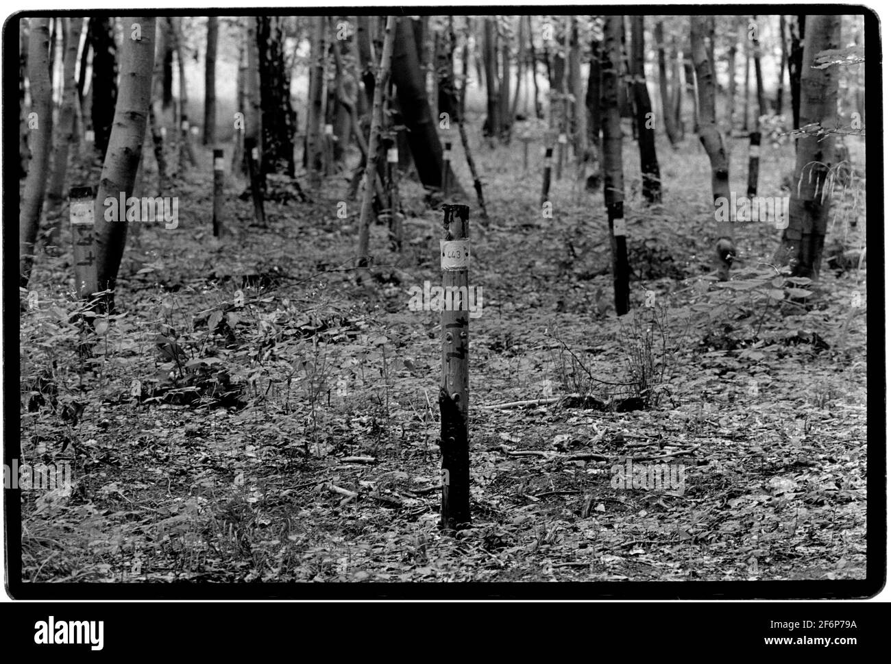 1994 campo di concentramento di Buchenwald Weimar in Turingia Germania 1989 alla fine del ‘, dopo la caduta delle tombe del Muro, rivelarono i resti degli ex nazisti imprigionati nel campo speciale sovietico numero 2. Tra il 1990 e il 1994 queste tombe furono segnate da stele metalliche e quando fu chiamata una croce fu eretta. Tra il 1945 e il 10 febbraio 1950, il campo è stato amministrato dall'Unione Sovietica e servito come campo speciale n. 2 della NKVD.[1] faceva parte di una rete di "campi speciali" operativa dal 1945, formalmente integrata nel Gulag nel 1948 Foto Stock