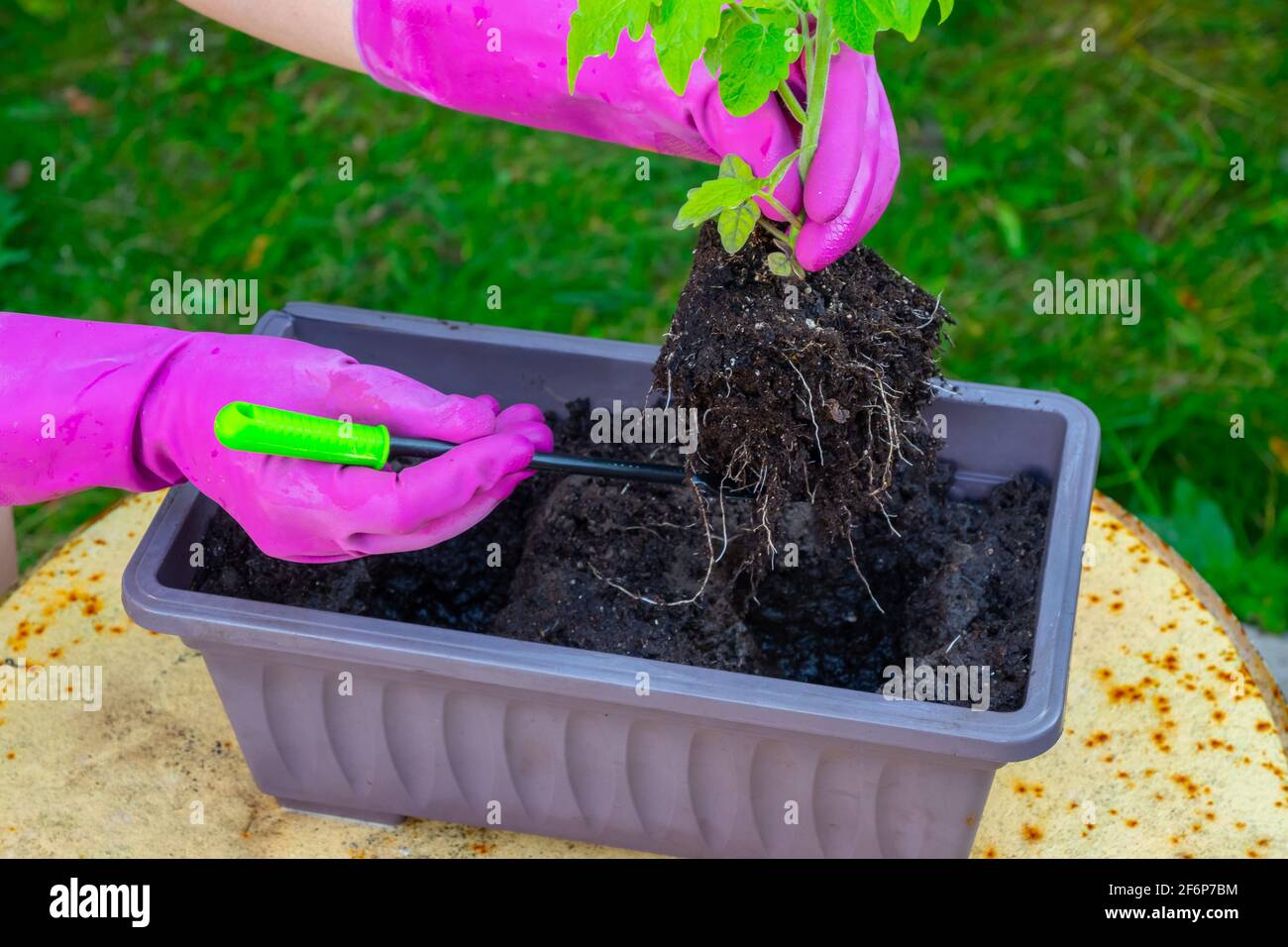 Le mani di una donna trapiantano piantine di pomodoro da una scatola a terra. Foto Stock