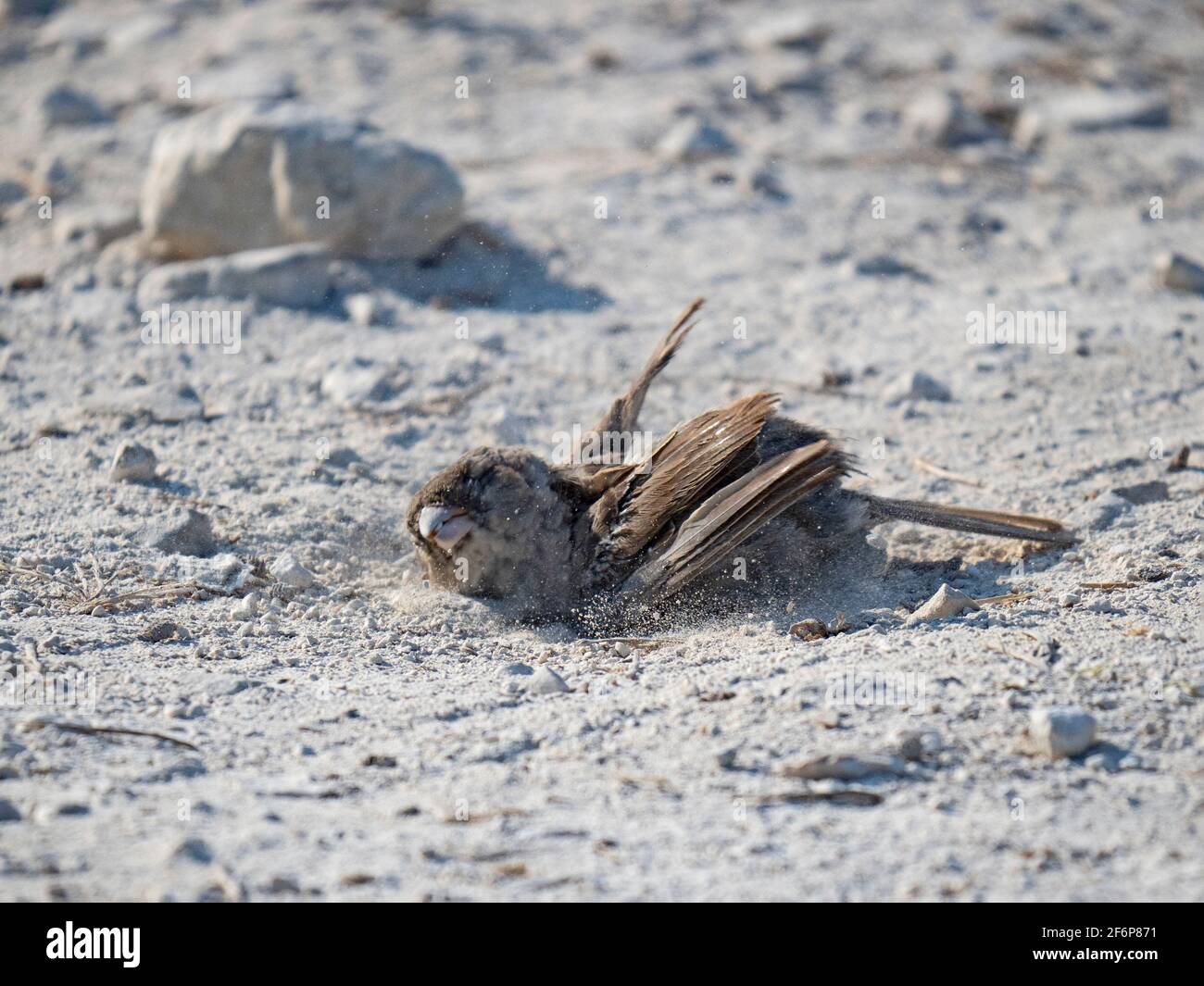 Houise Sparrow, Passer Domesticus che ha un bagno di polvere nel parcheggio, Norfolk del Nord, estate Foto Stock