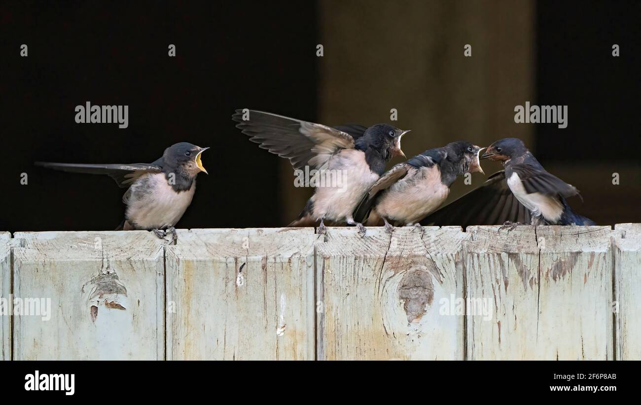 Fienile Swallows, Hirundo rustica, giovane appena fuori da un nido in un fienile che viene alimentato dai genitori mentre arroccato sulla porta del fienile, Bridon, Norfolk del Nord, settembre Foto Stock