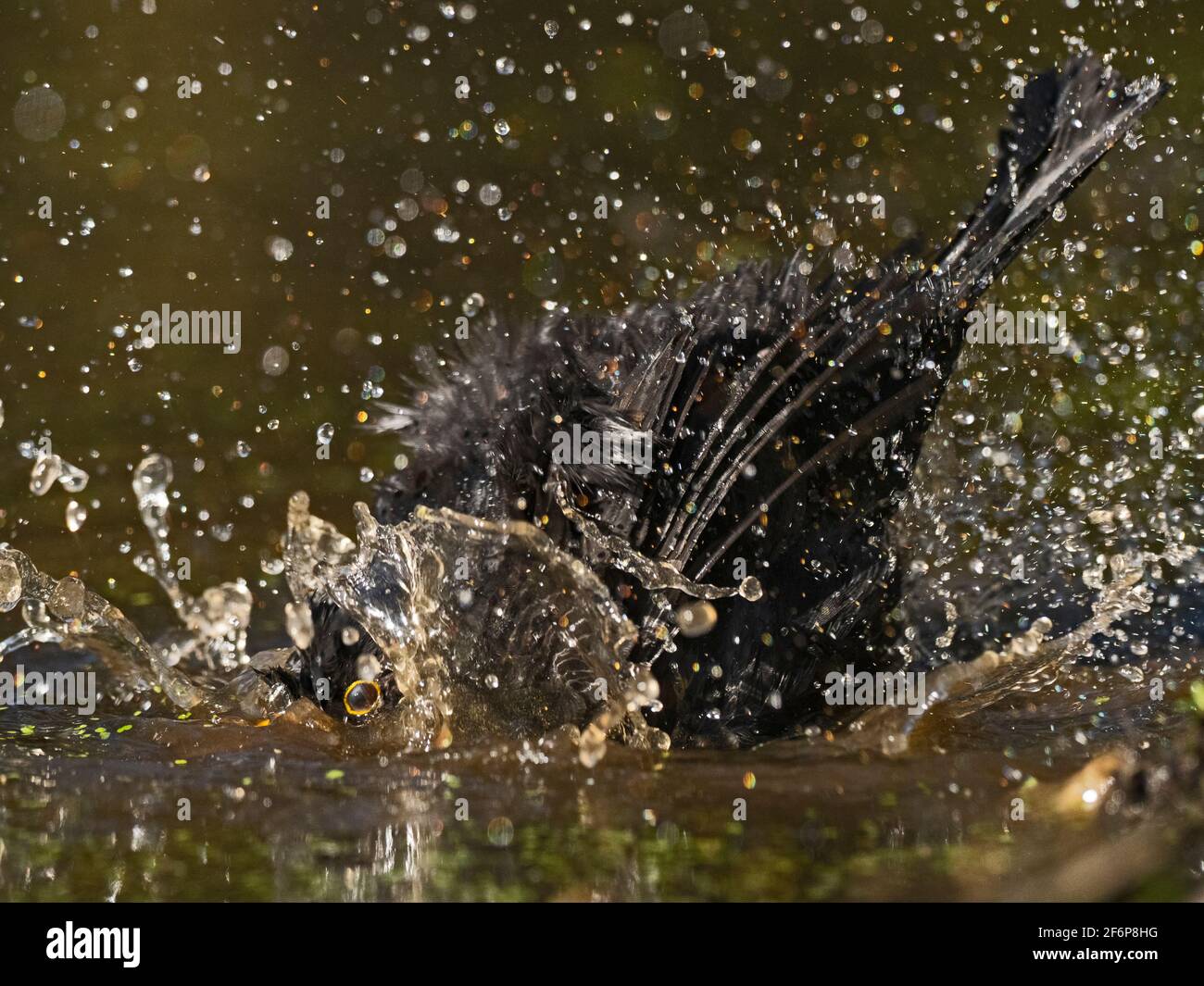 Blackbird, Turdus merula, bagno maschile in piscina in giardino, Norfolk estate Foto Stock