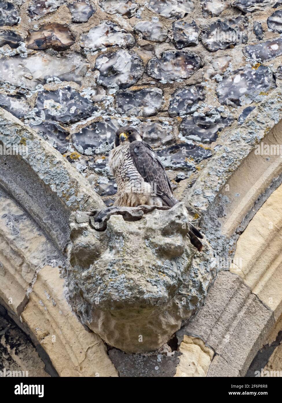 Peregrine Falcon, Falco peregrinus, adulto perchjed sulla chiesa di Cromer, Norfolk del nord, estate Foto Stock