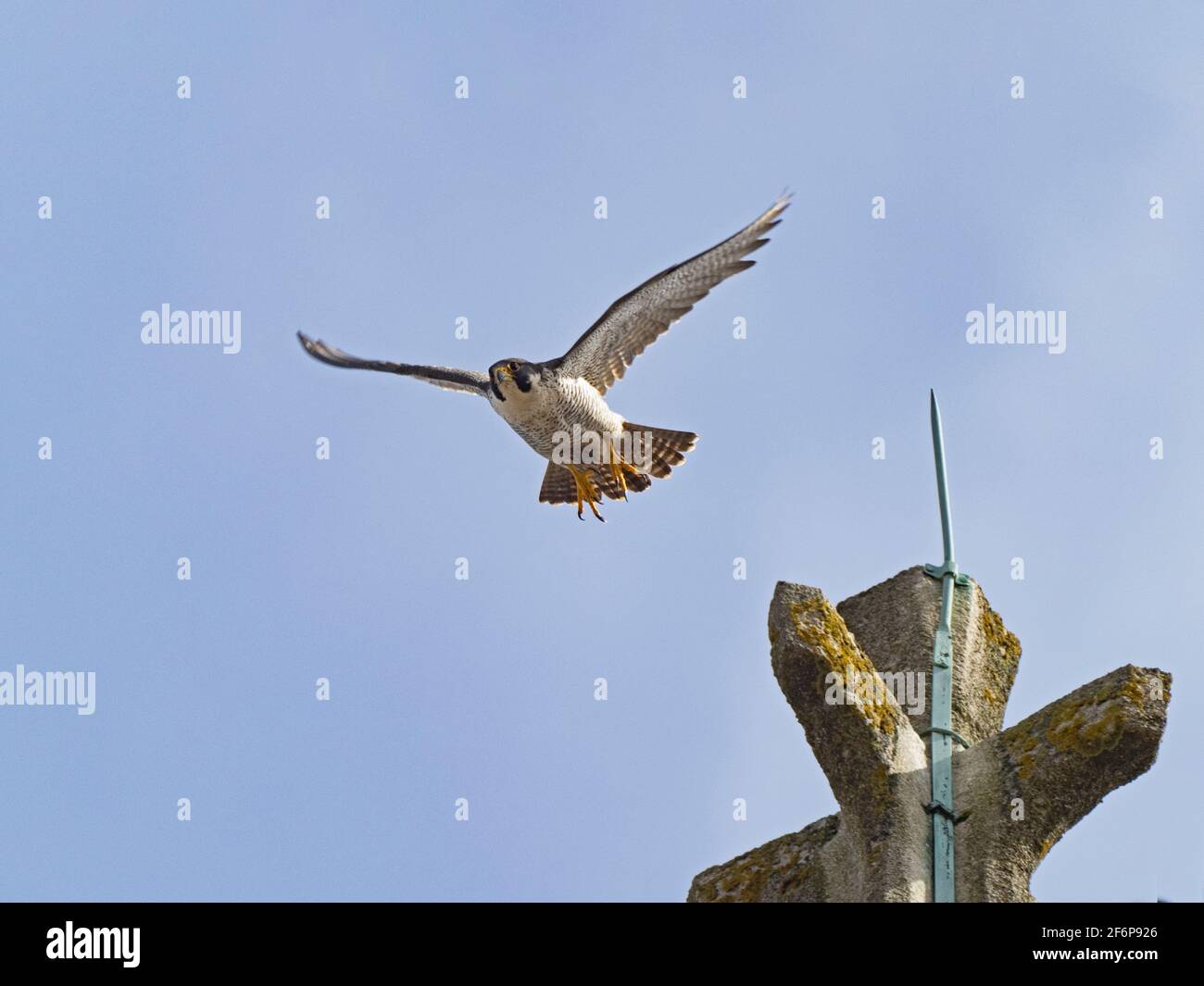 Peregrine Falcon, Falco peregrinus, adulto intorno Cromer Chiesa, Norfolk del Nord, estate Foto Stock