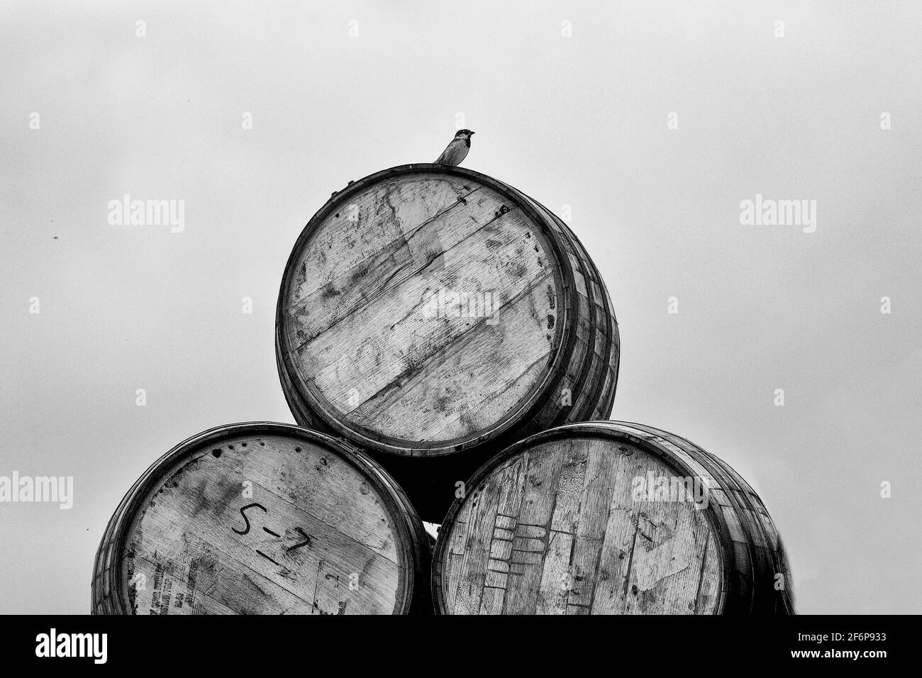 Barili di whisky, cooperage di Speyside, Craigellachie Foto Stock