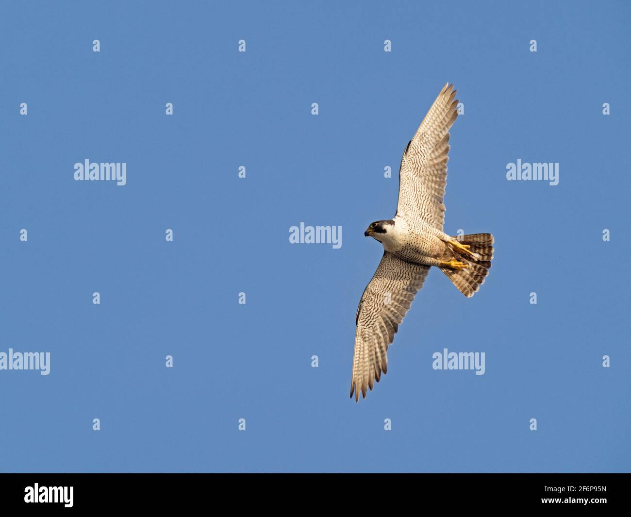 Peregrine Falcon, Falco peregrinus, adulto intorno Cromer Chiesa, Norfolk del Nord, estate Foto Stock