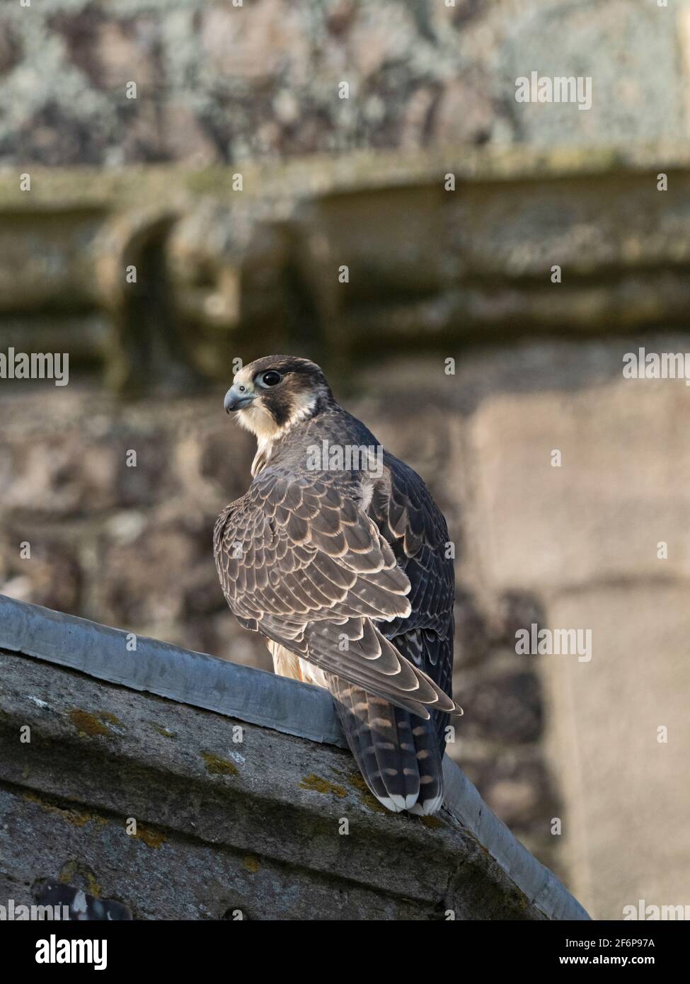 Peregrine Falcon, Falco peregrinus, ha volato giovani intorno Cromer Chiesa, Norfolk del Nord, estate Foto Stock