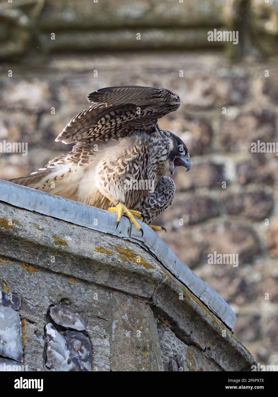 Peregrine Falcon, Falco peregrinus, ha volato giovani intorno Cromer Chiesa, Norfolk del Nord, estate Foto Stock