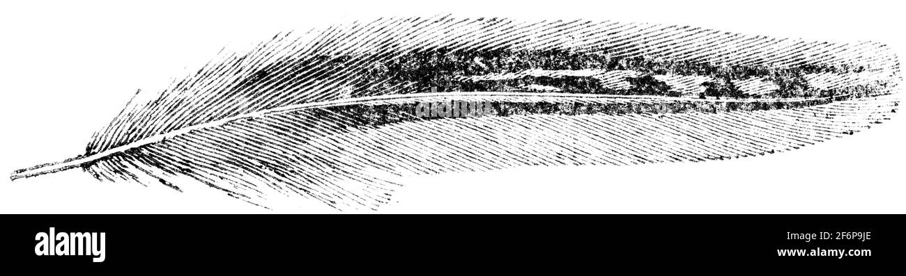 Un pezzo di coda inciso da Thomas Bewick da 'la storia di British Birds' of Foto Stock