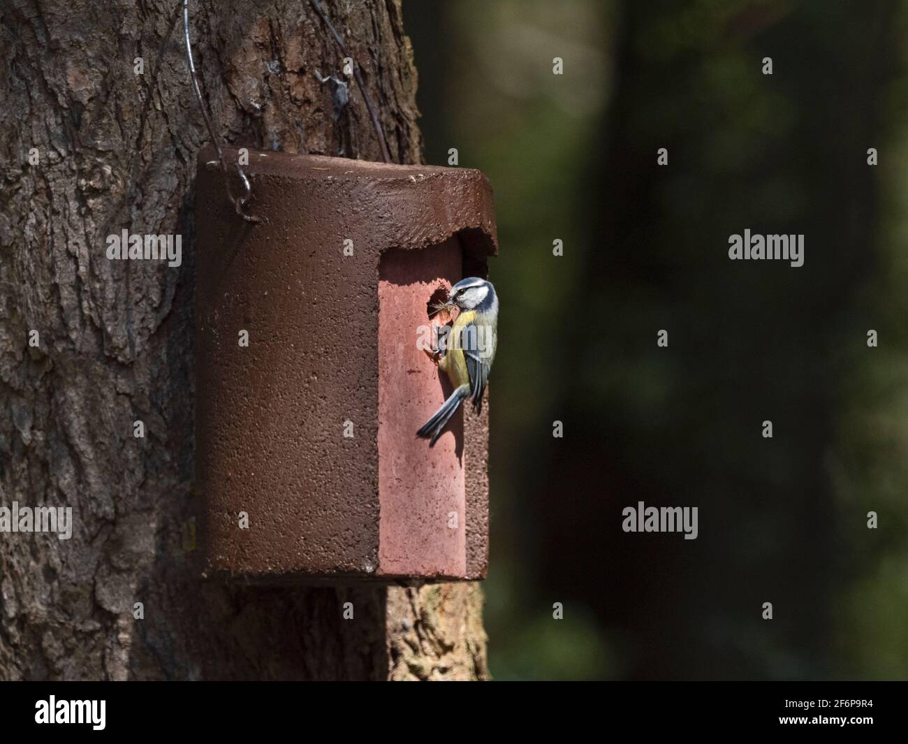 Blue Tit che prende in nido materiale a woodcrete Nest box, Norfolk del Nord, primavera Foto Stock