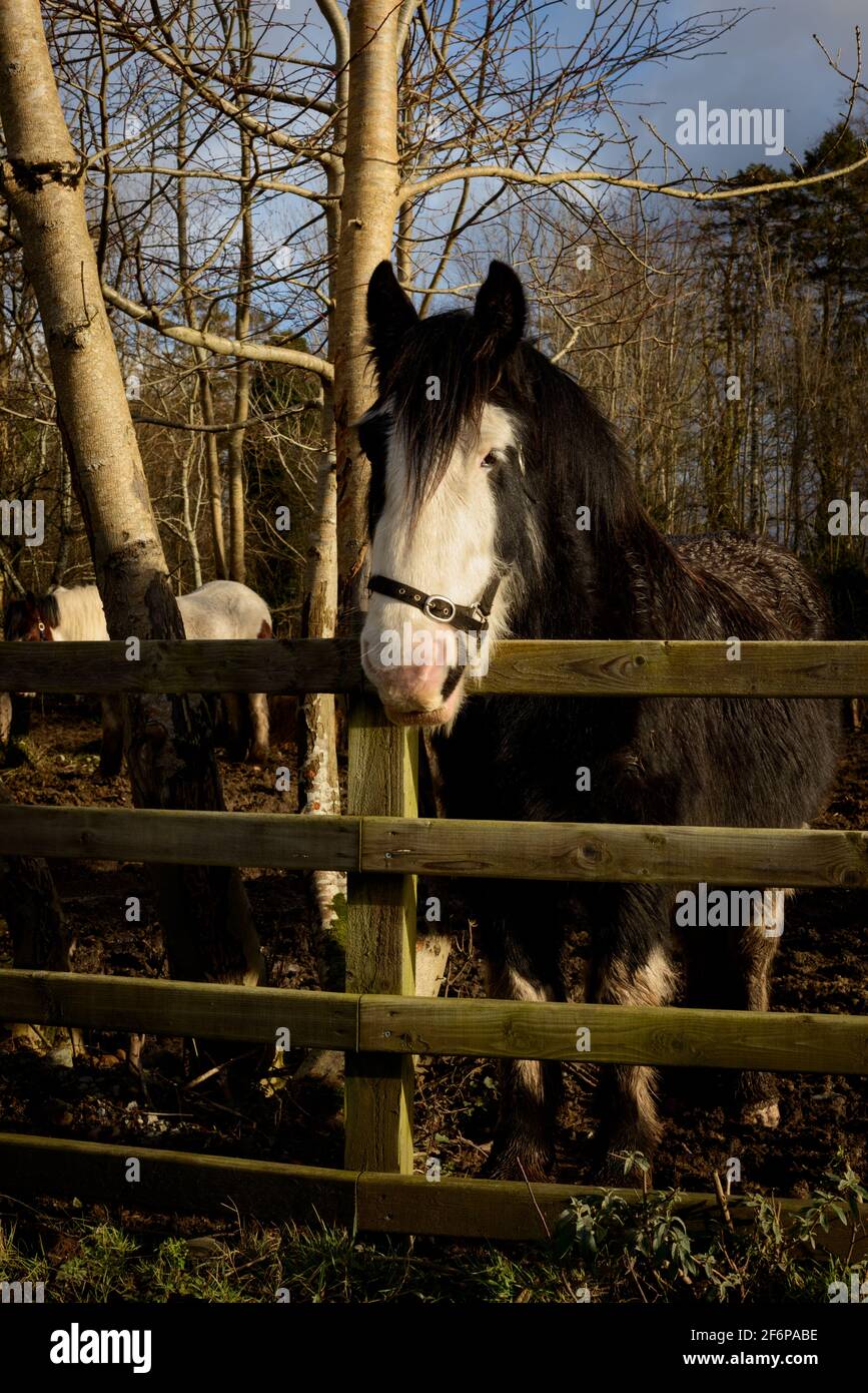 Cavallo irlandese Gypsy Vanner in piedi accanto alla recinzione in un campo fangoso mentre riposa Foto Stock
