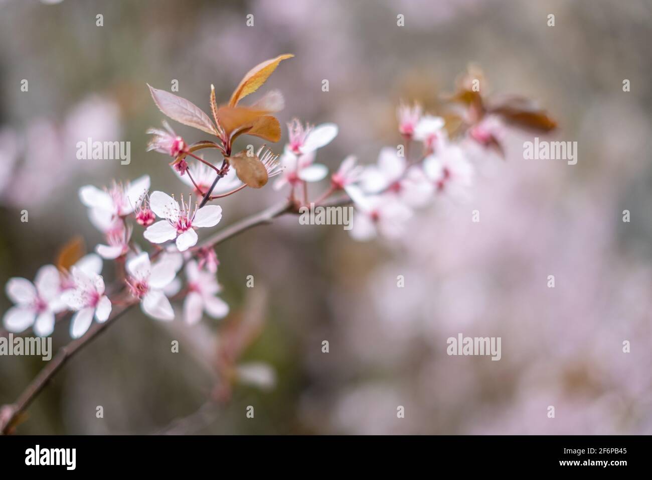 fiori di ciliegio, profondità di campo poco profonda Foto Stock