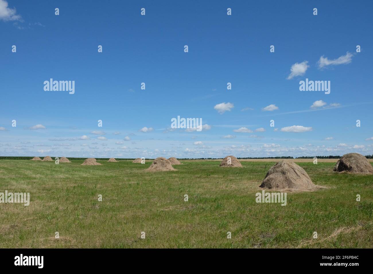 Molti fiati in un campo sotto un cielo blu. Terreno agricolo. Paesaggio agricolo. Foto Stock