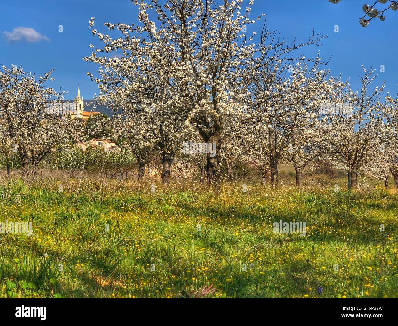 Fioritura dei ciliegi in Provenza Foto Stock