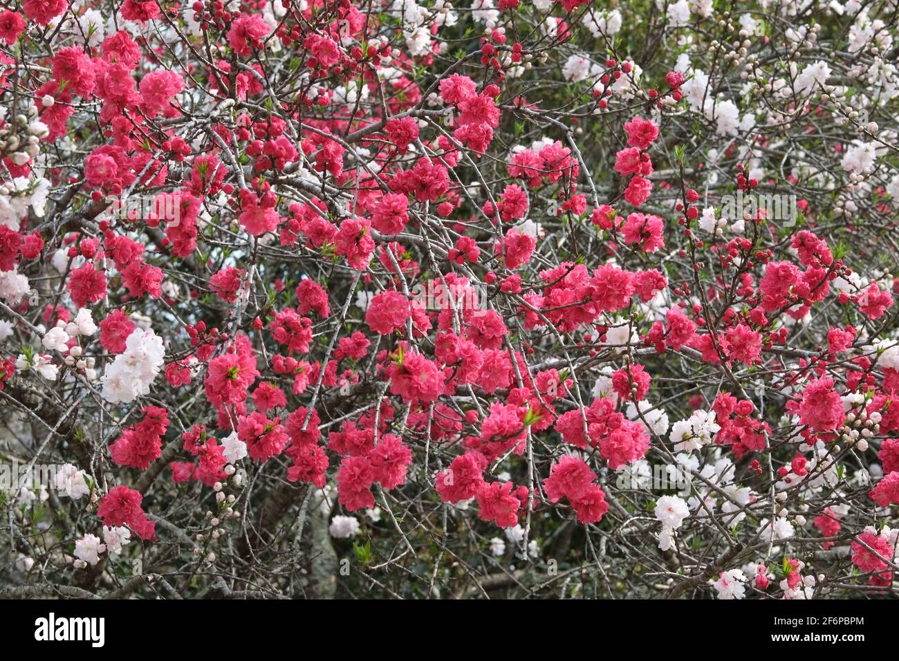 Monache con bibbia e croce aperta con Gesù e polvere all'interno delle catacombe di Roma, giardini urbani, fiori e alberi di menta piperita. Foto Stock