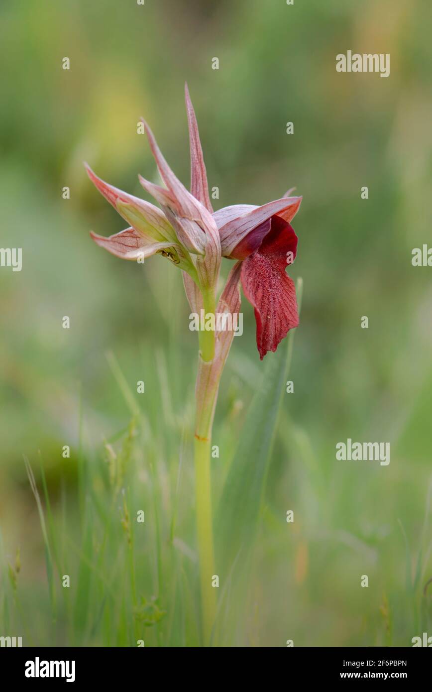 Serapide a cuore, Serapias Cordigera, orchidea selvatica, Andalusia, Spagna. Foto Stock