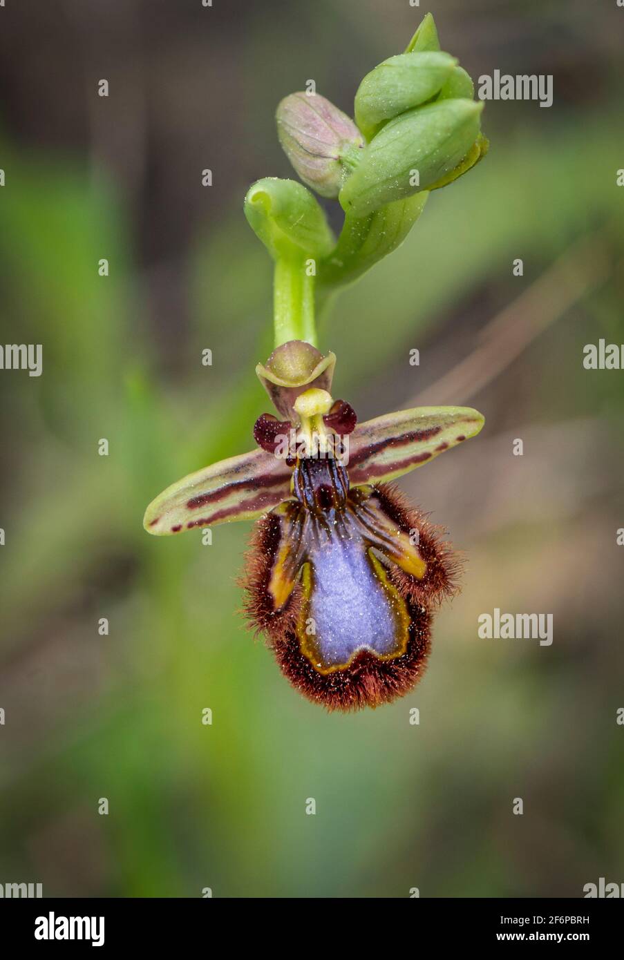 Specchio orchid, Ophrys speculum, Andalusia, Spagna meridionale. Foto Stock