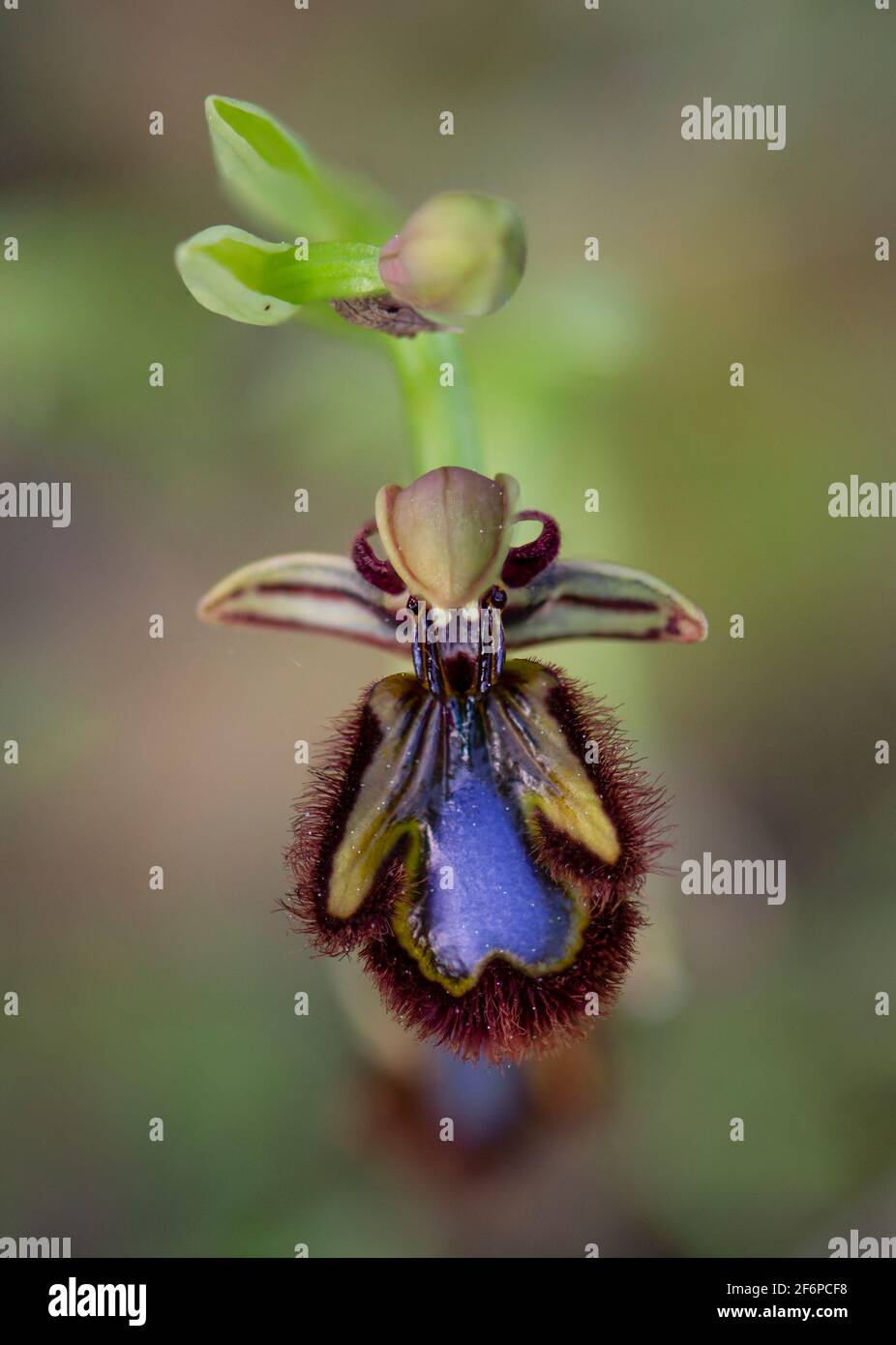 Specchio orchid, Ophrys speculum, Andalusia, Spagna meridionale. Foto Stock