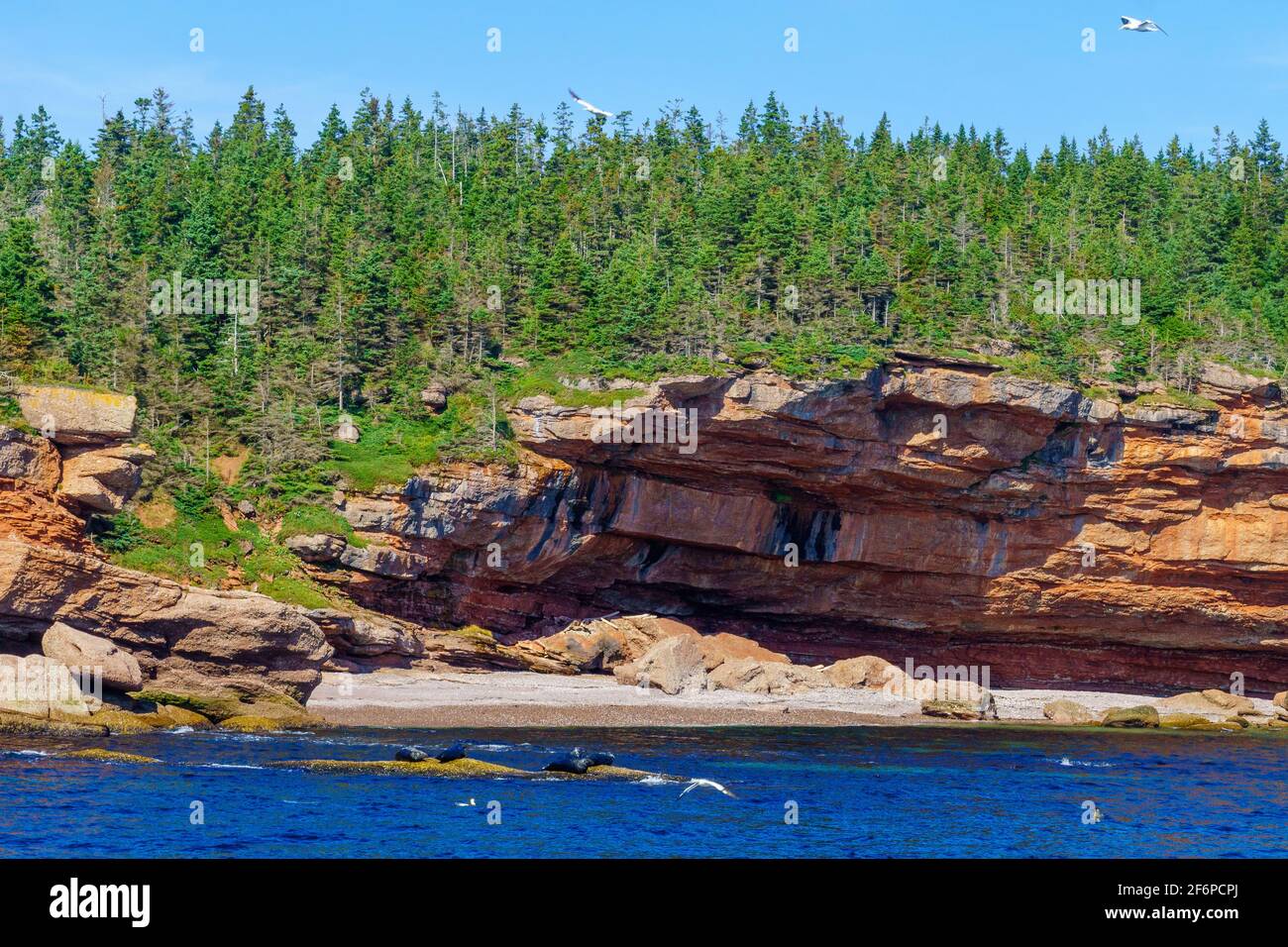 Vista delle rocce e le guarnizioni di tenuta del Bonaventura isola vicino Perce, sulla punta della penisola di Gaspe, Quebec, Canada Foto Stock