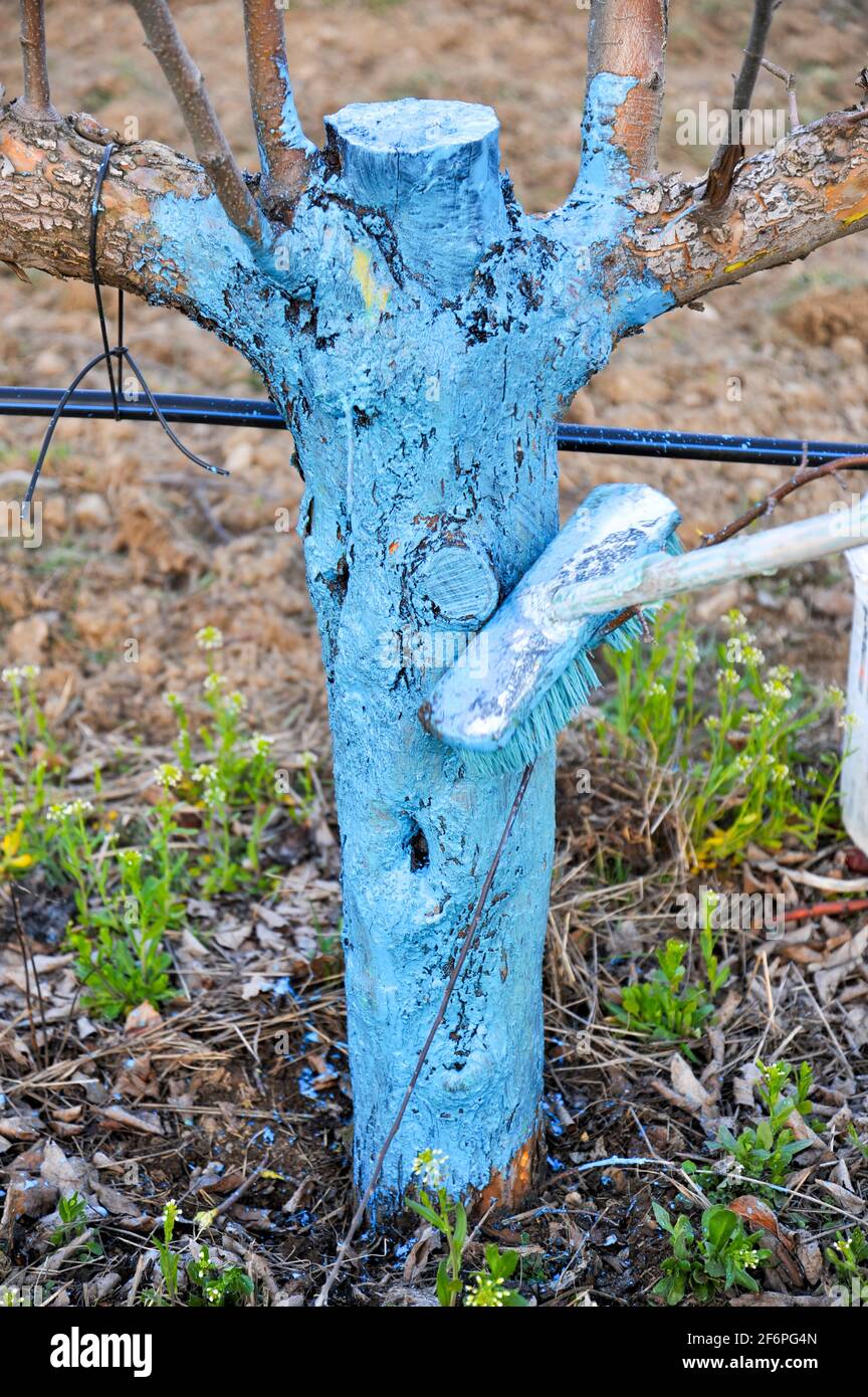 coltivatore applicare gli alberi di mele con bordeaux mix anti protezione fungo di alberi immagine Foto Stock