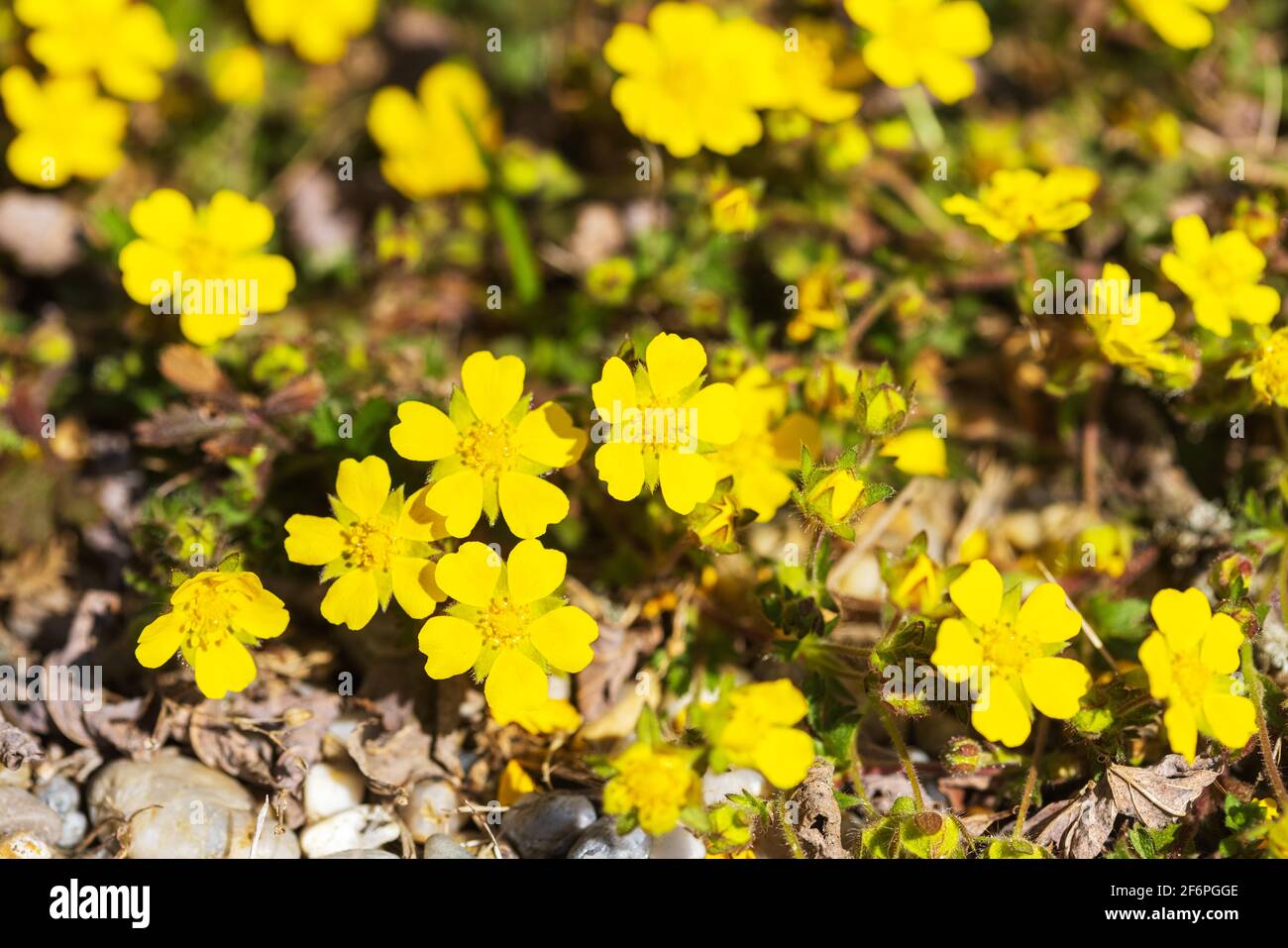 Il fiore di Potentilla reptans, conosciuto come il cinquefoil strisciante, il cinquefoil europeo o il tormentil strisciante Foto Stock