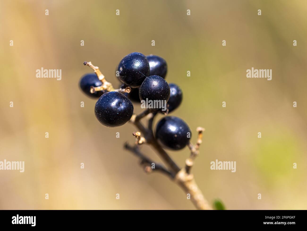 I frutti di Ligustrum vulgare (privato comune) Foto Stock