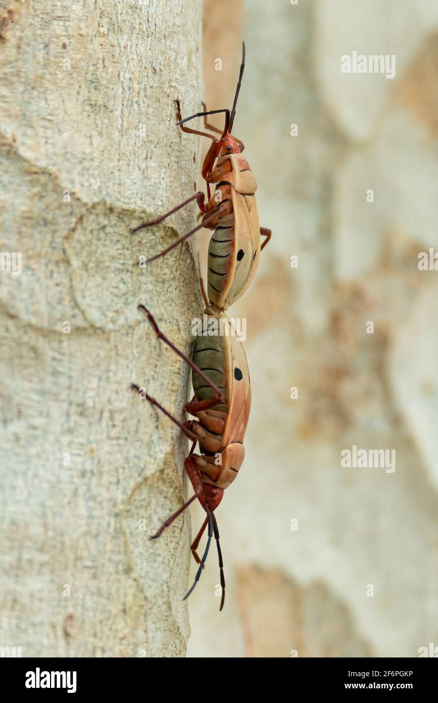 Colorati e sottili Rice Bugs che si accoppiano sulla corteccia dell'albero Foto Stock