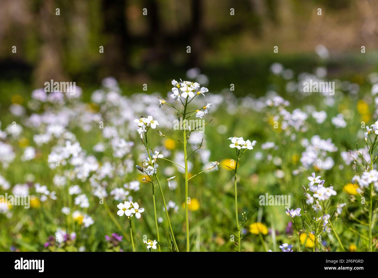 Prato primavera con cuckooflower su Crna Mlaka, Croazia Foto Stock