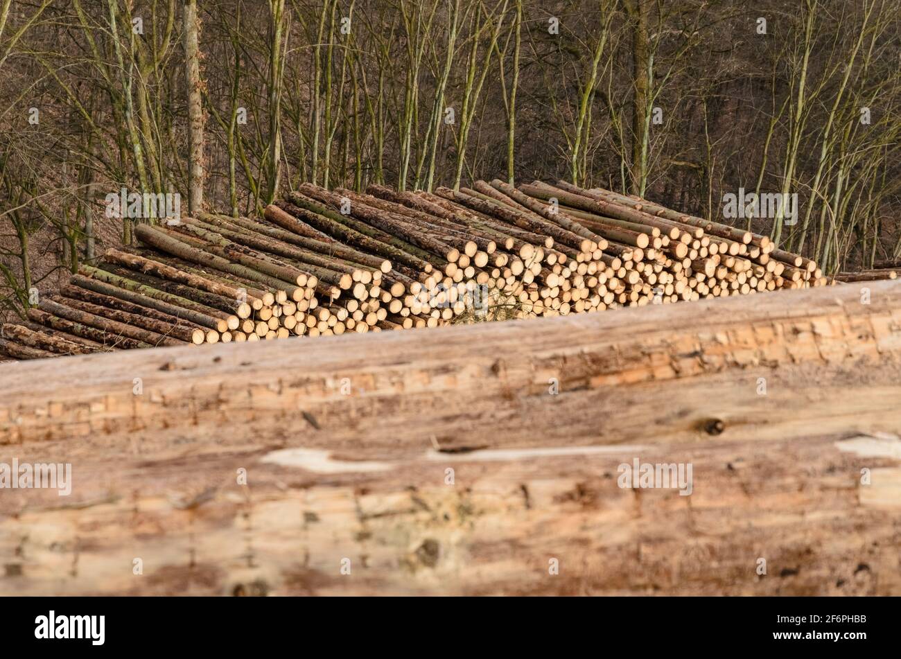 Cantiere o sito di tronchi con mucchi di alberi abbattuto o tronchi di tronchi, catasta di tronchi di legno nella foresta, sezione trasversale, deforestazione in Germania, Europa Foto Stock