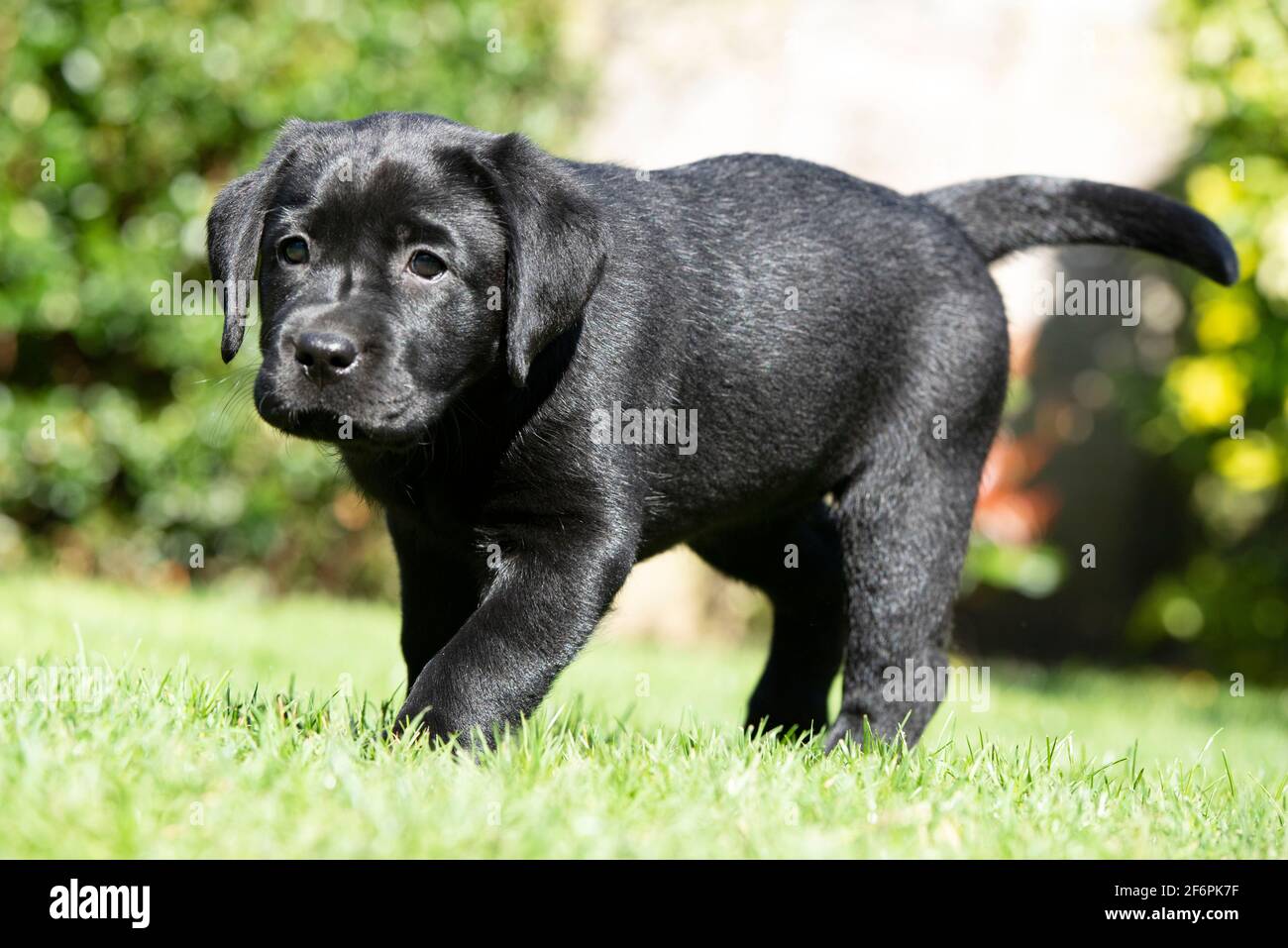 Cucciolo di Labrador nero di otto settimane giocando in un giardino Foto Stock