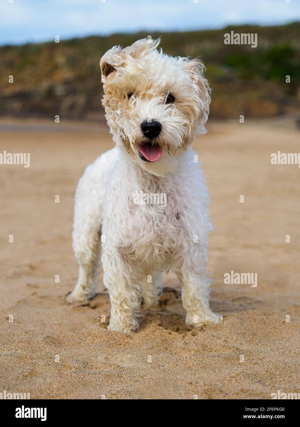 Piccolo cane bianco sulla spiaggia, Bude, Cornovaglia, Regno Unito Foto Stock