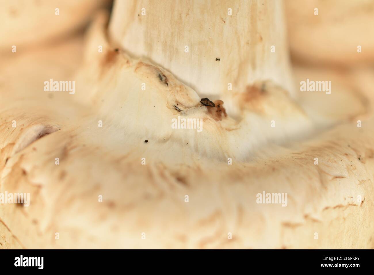 Un fungo di champignon, fresco e biologico, macro. Foto Stock
