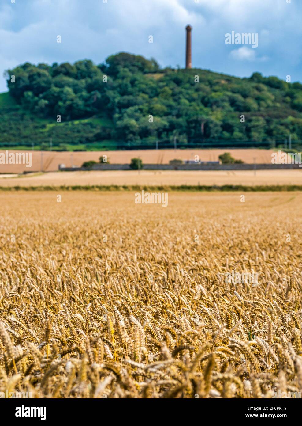 Raccolto di grano a maturazione dorata con torre o monumento vittoriano in cima alla collina, Hopetoun Monument, East Lothian, Scozia, Regno Unito Foto Stock