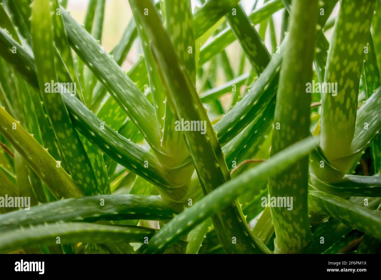 Primo piano di foglie di piante di aloe vera. Foto Stock