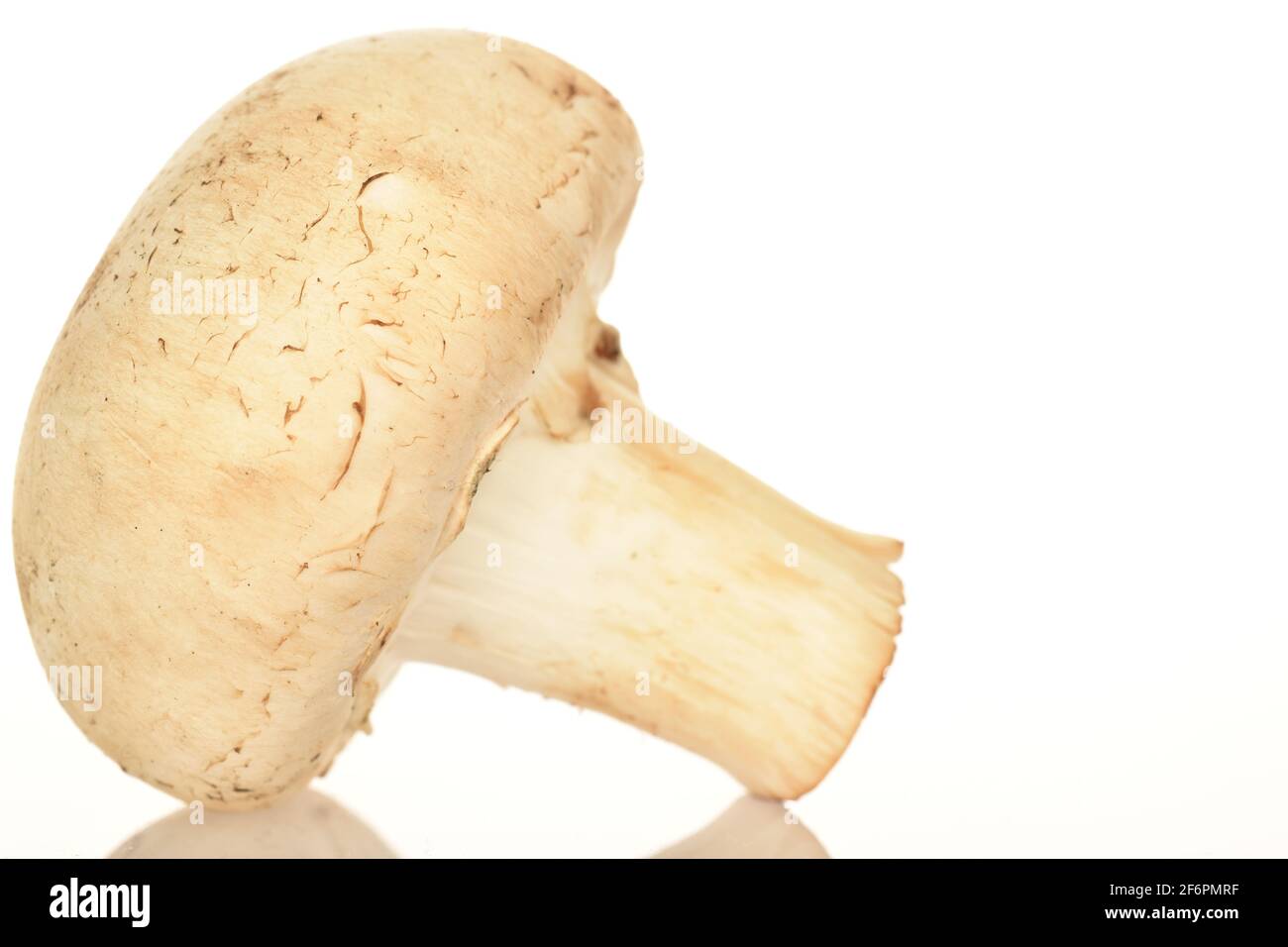 Un fungo di champignon biologico fresco e appetitoso su sfondo bianco. Foto Stock
