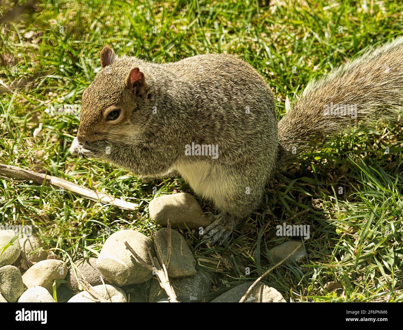 Affamato scoiattolo che si allerta a terra dintorni Foto Stock