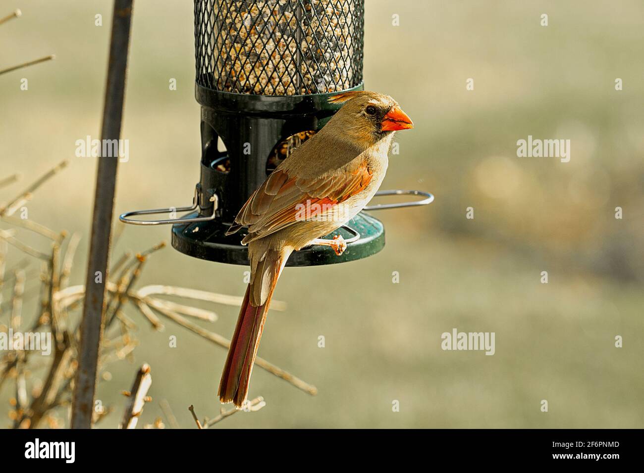 Femmina del cardinale rosso del nord arroccato su birdfeeder allerta verso i suoi dintorni. Foto Stock