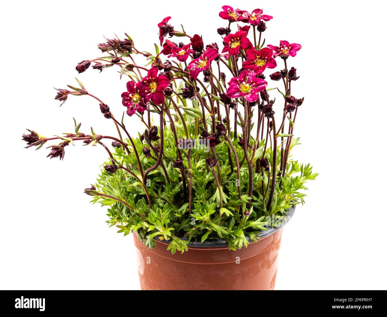 Saxifraga isolato su sfondo bianco Foto Stock