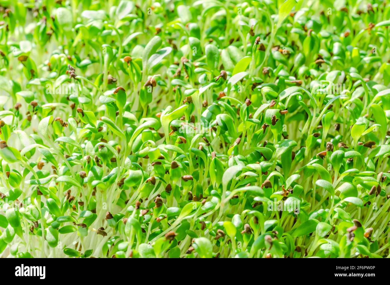 Germogli di erba medica, primo piano. Lucerna, microsverde. Piantine di Medicago sativa, germogli verdi, piante giovani e germogli. Foto Stock