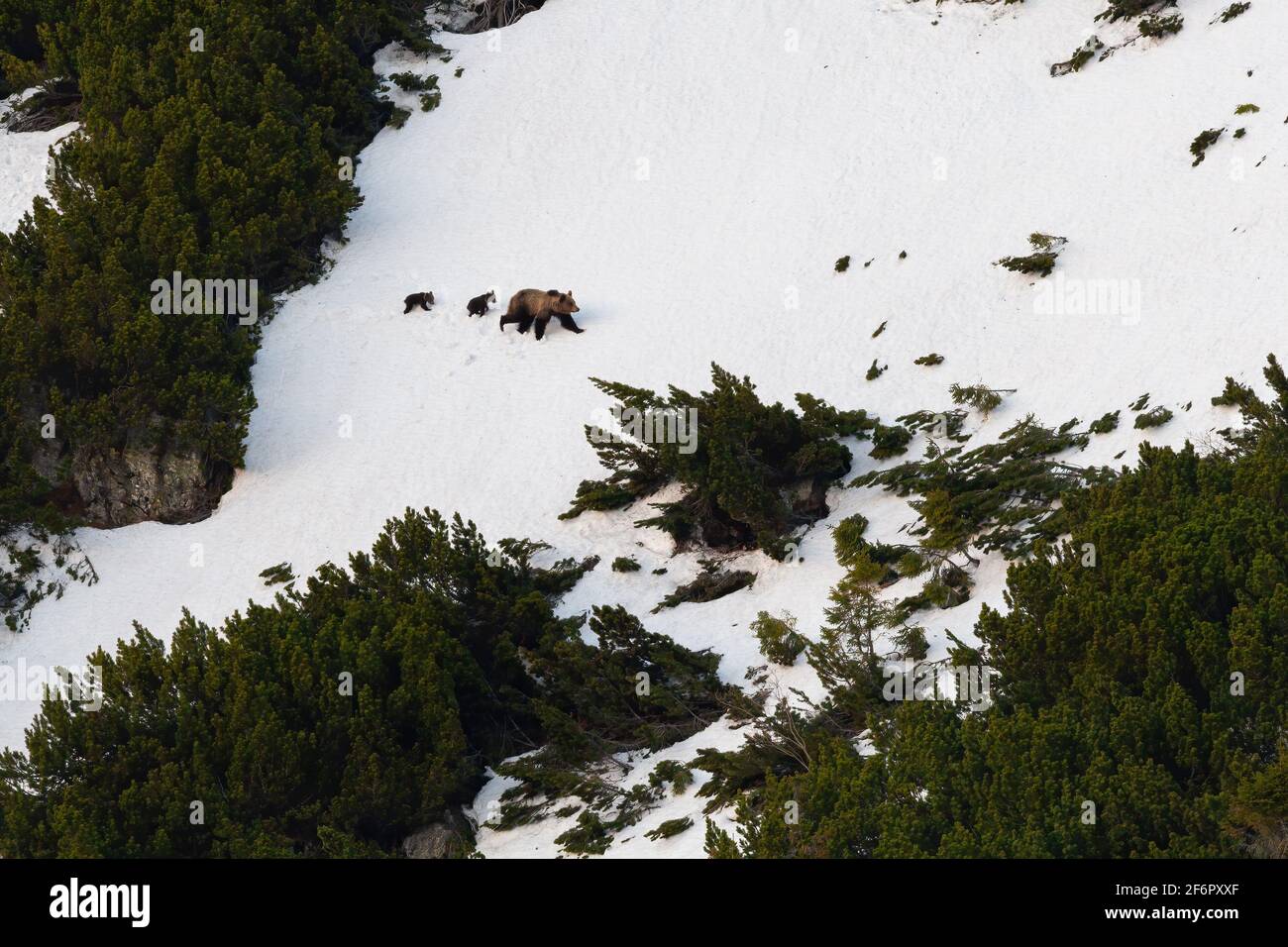 Orso bruno con i cuccioli che camminano sulla collina di montagna innevata dentro inverno Foto Stock