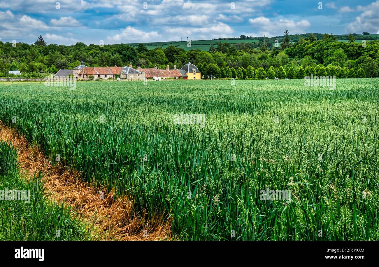 Pittoresco paesaggio panoramico di Broadwoodside, Gifford, East Lothian, Scozia, Regno Unito attraverso campo di coltura verde Foto Stock