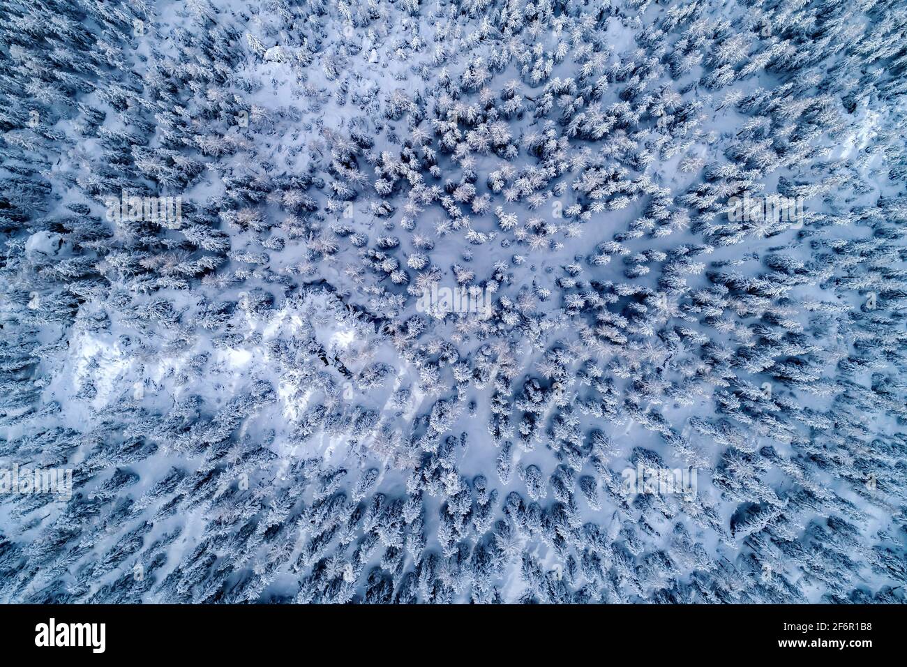 Pineta con neve fresca, vista aerea ortogonale Foto Stock