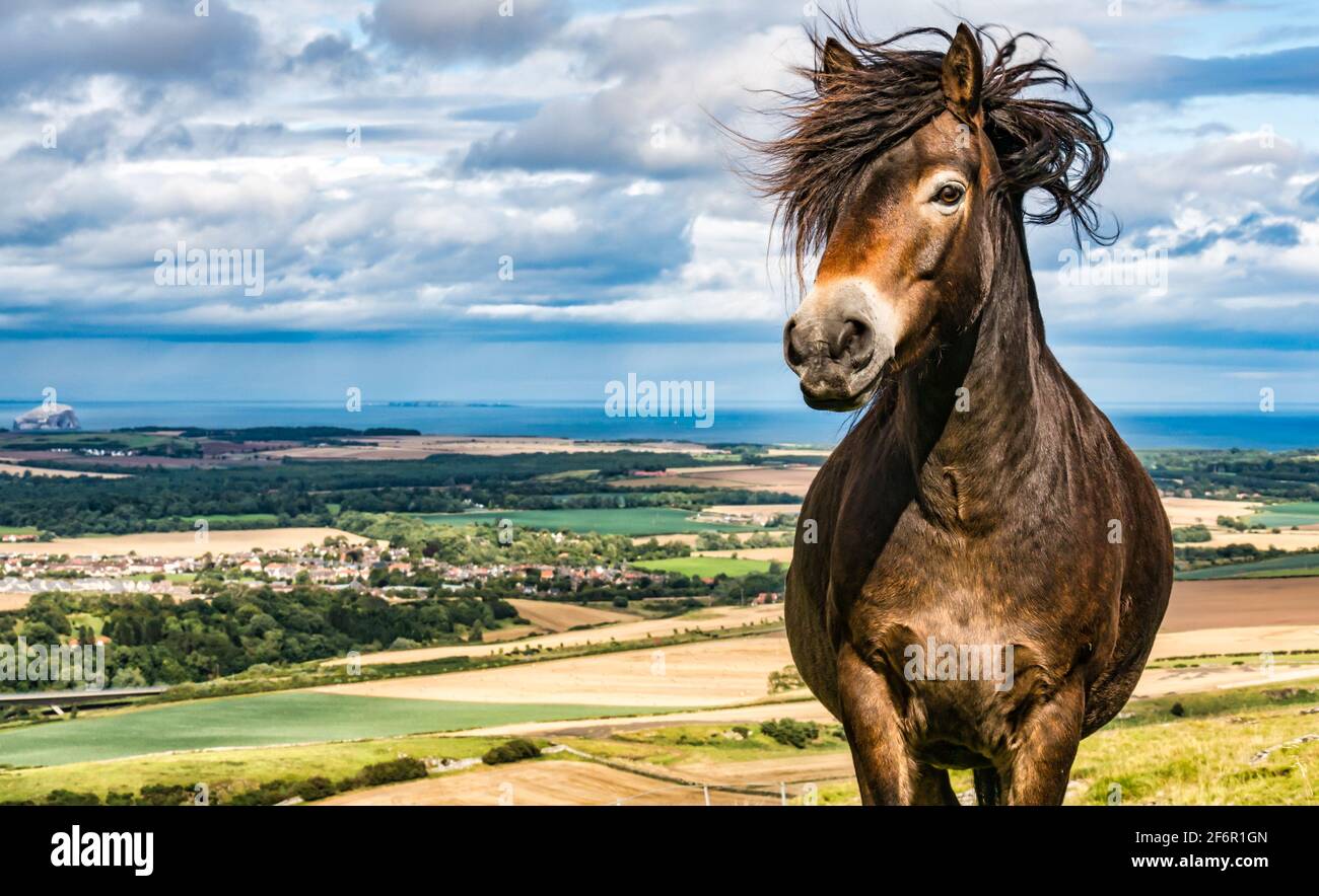 Primo piano del pony di Exmoor con il soffio di manie nel vento, la legge di Traprain, Lothian orientale, Scozia, Regno Unito;un progetto di pascolo di conservazione Foto Stock