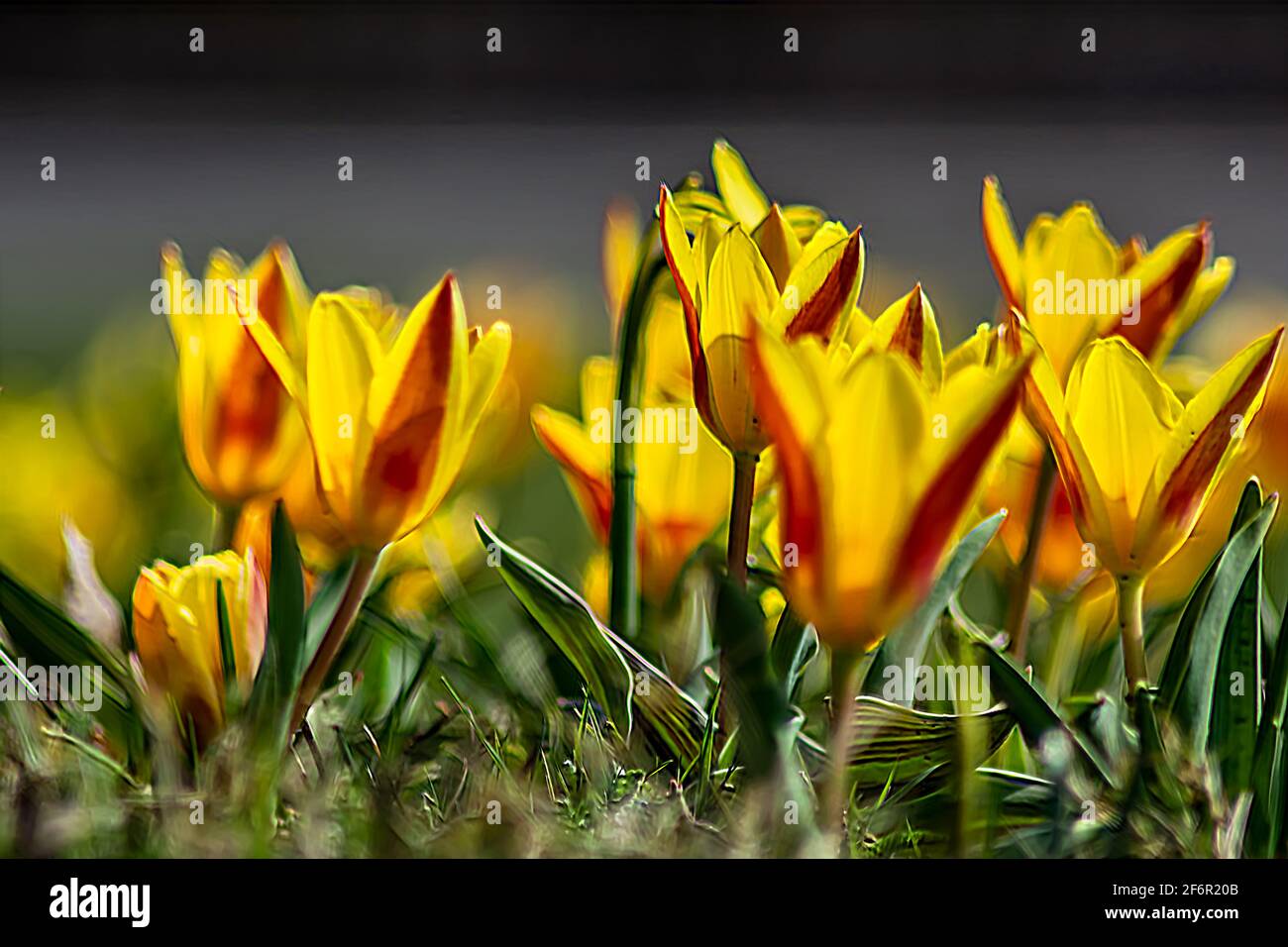 Floreale : tulipani fioriti Foto Stock