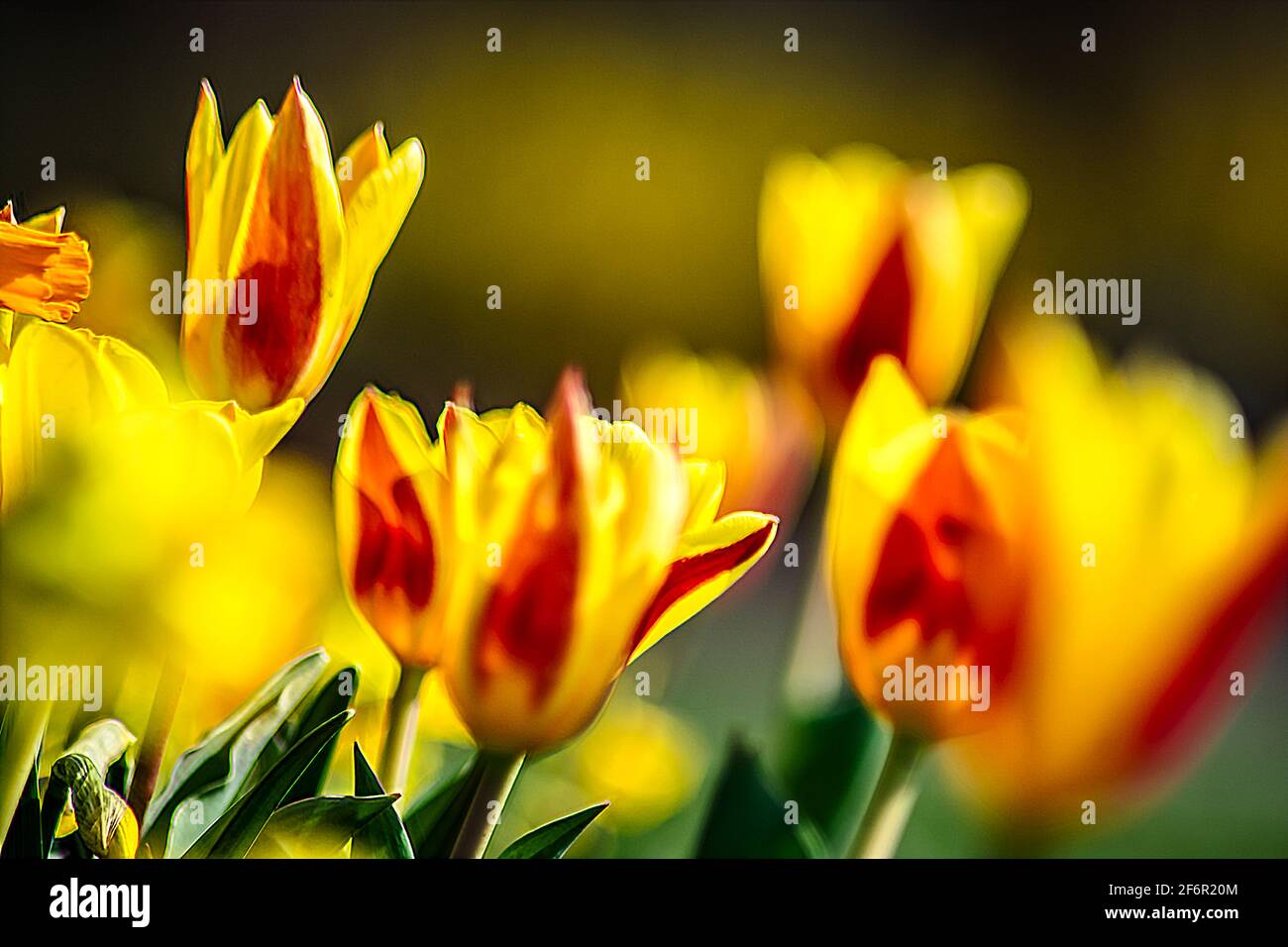 Floreale : tempi di tulipani Foto Stock
