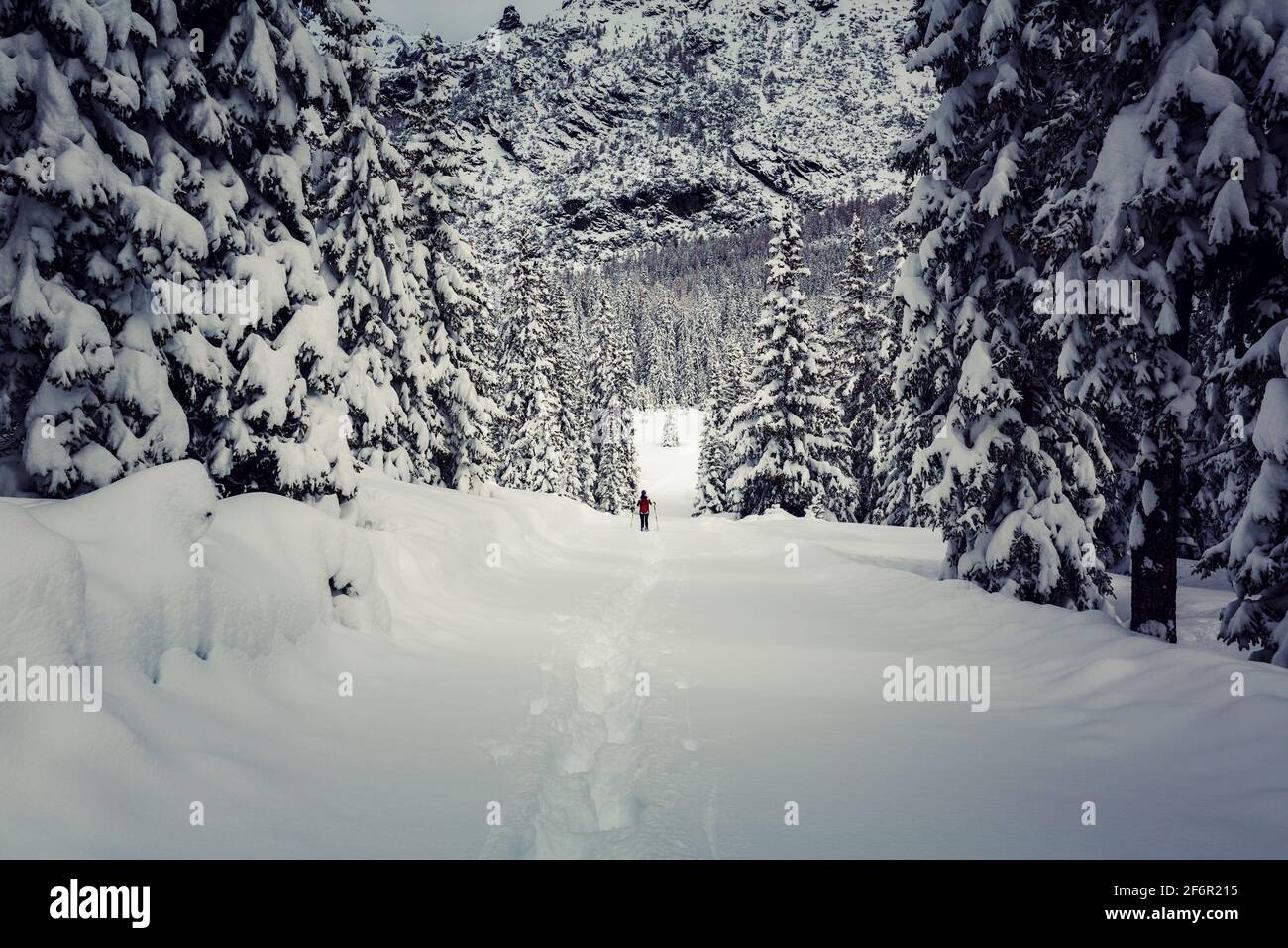 Valmalenco (IT), escursione con racchette da neve nella pineta Foto Stock