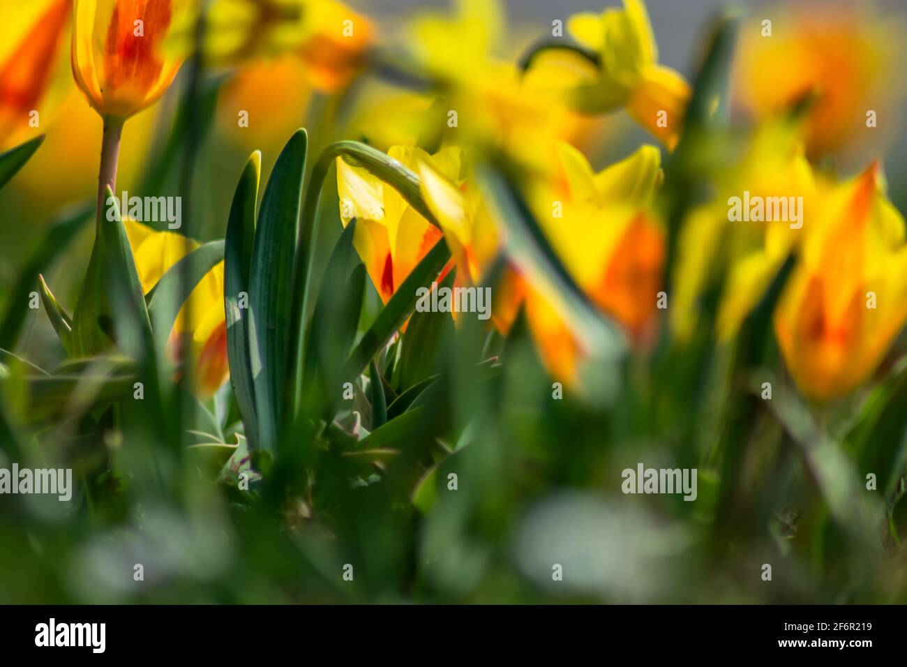 Floreale : tulipani sulla strada Foto Stock