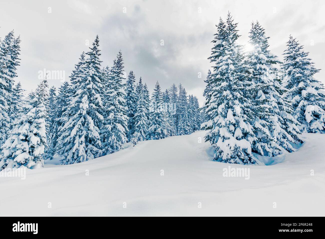 abeti imbiancati con neve fresca Foto Stock
