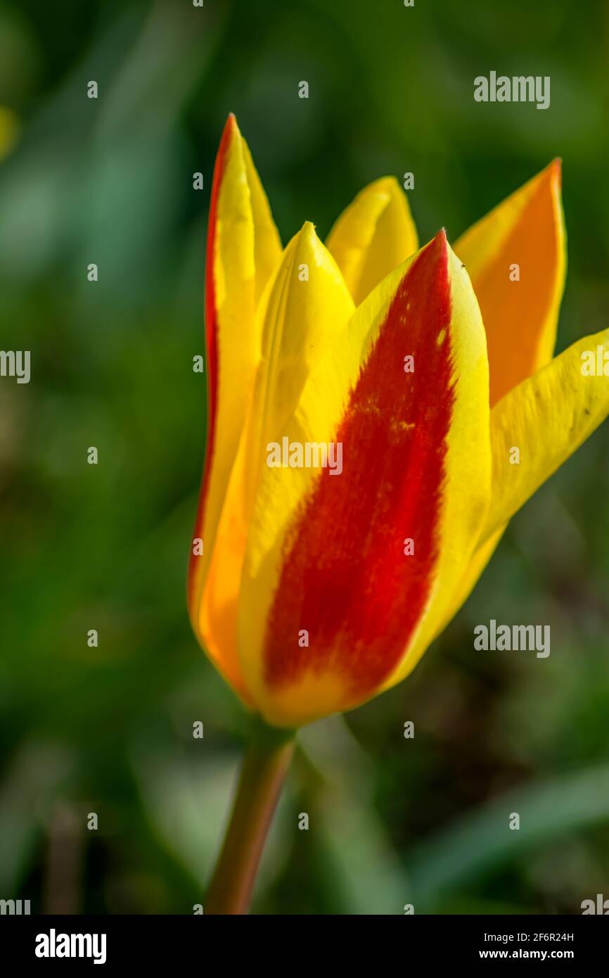 Floreale : il tulipano colorato Foto Stock