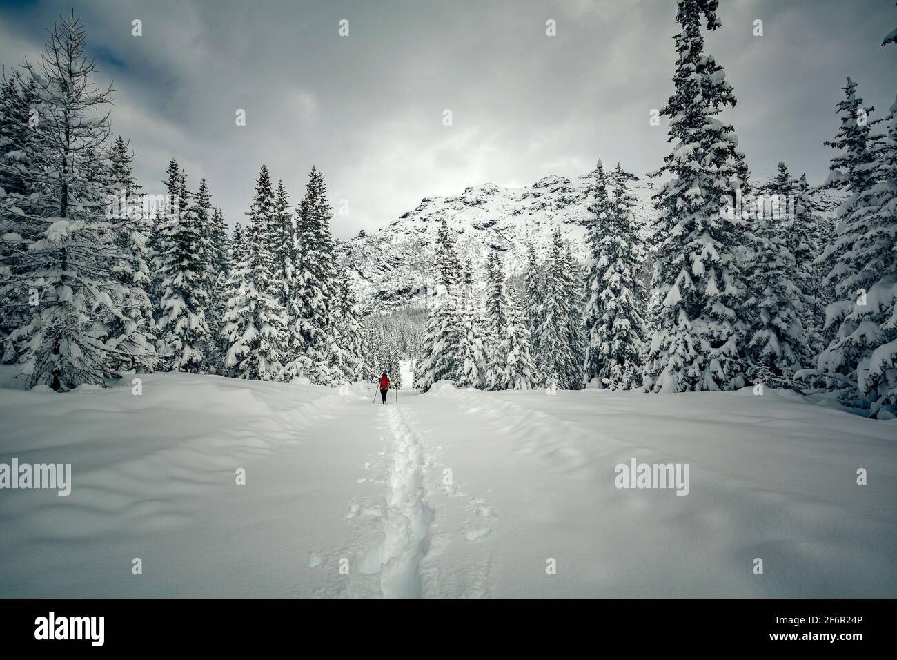 Valmalenco (IT), escursione con racchette da neve nella pineta Foto Stock